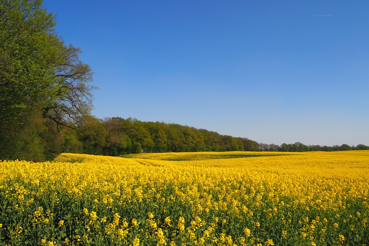 oilseed rape rape blossom yellow free photo