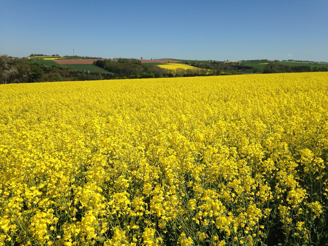 oilseed rape field of rapeseeds landscape free photo