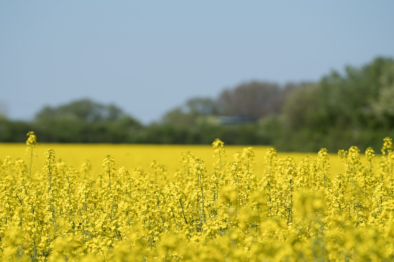 oilseed rape field yellow free photo