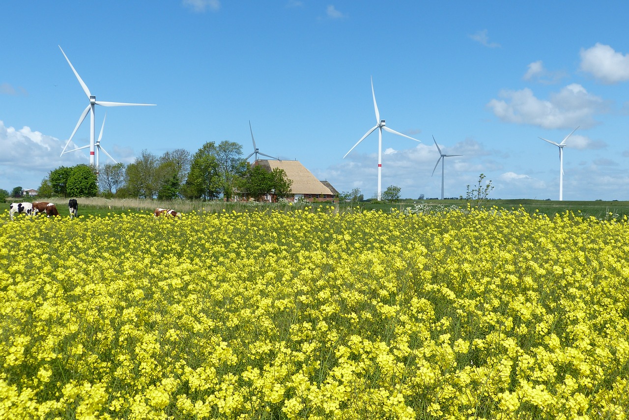 oilseed rape wind clouds free photo