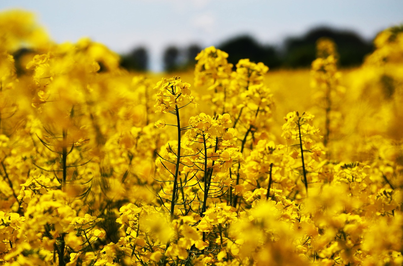 oilseed rape field nature free photo