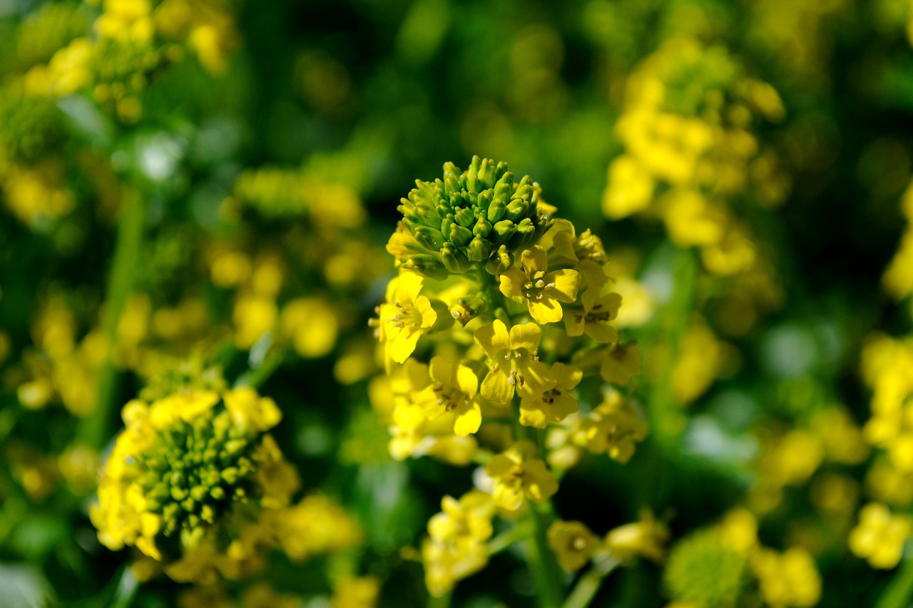 oilseed rape blossom bloom free photo