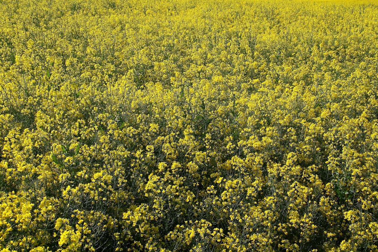 oilseed rape field field of rapeseeds free photo