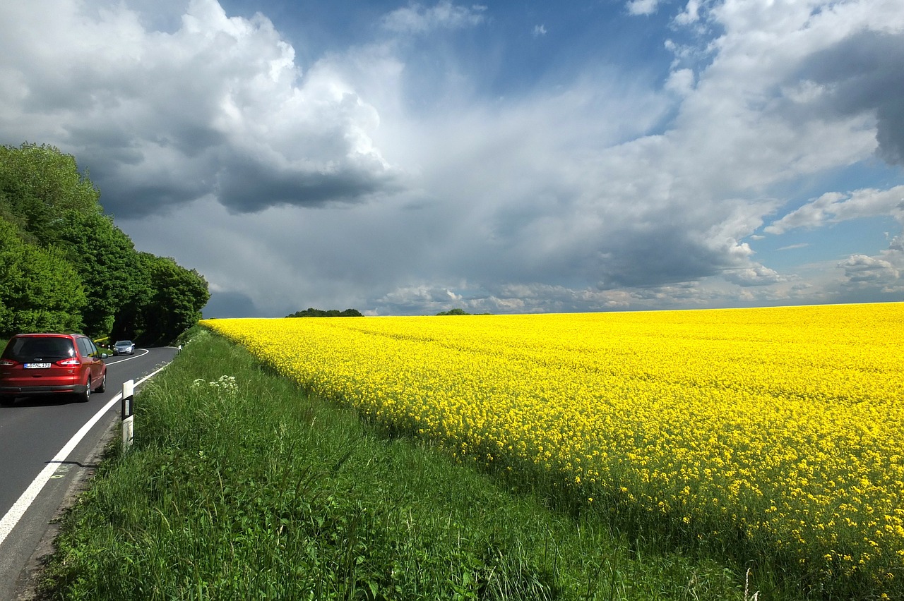 oilseed rape clouds dramatic clouds free photo