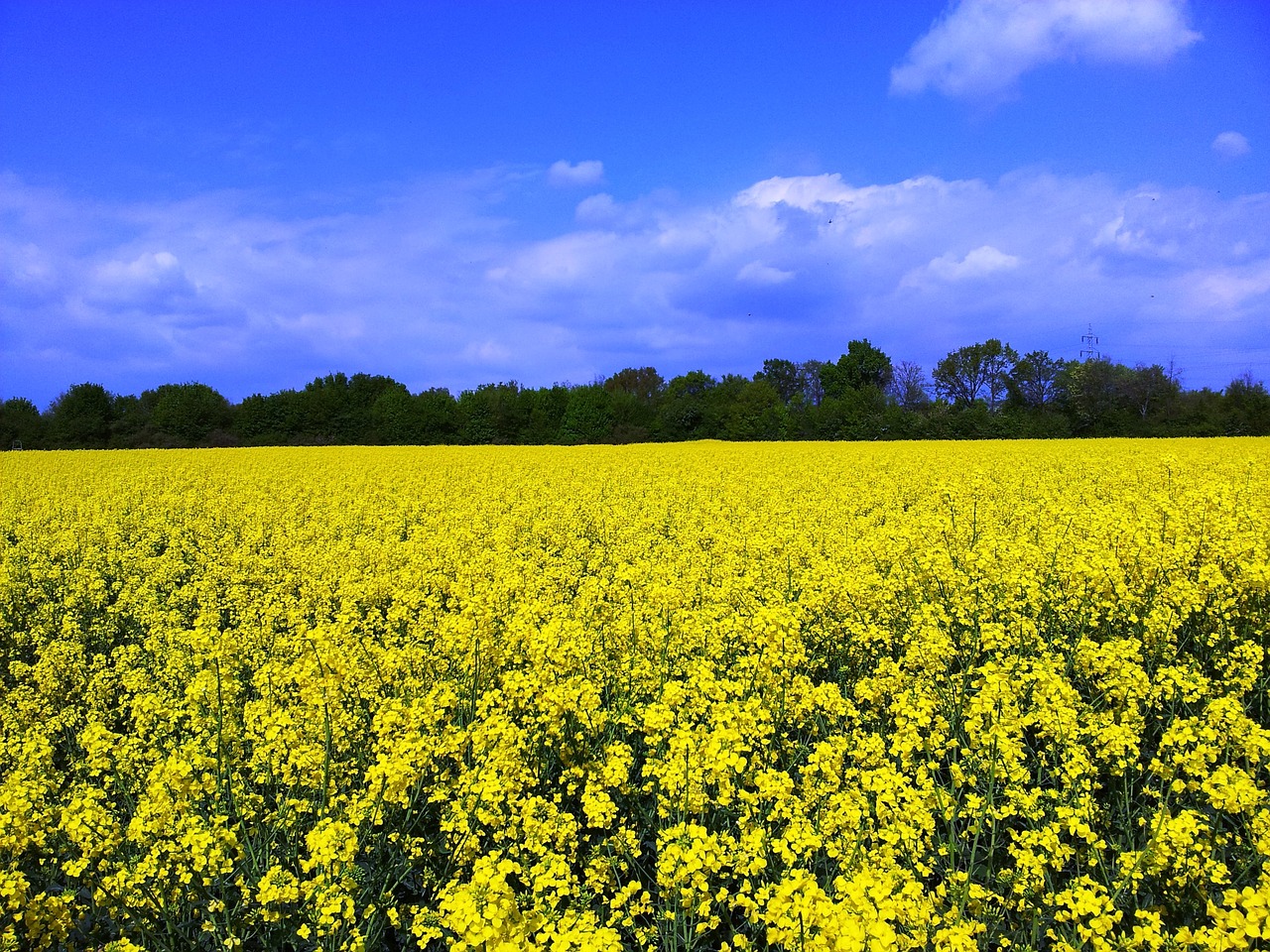 oilseed rape field of rapeseeds sky free photo