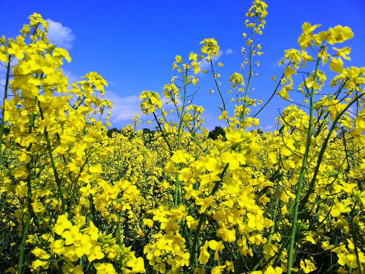 oilseed rape field of rapeseeds sky free photo