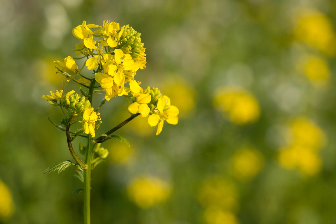 oilseed rape yellow blossom free photo