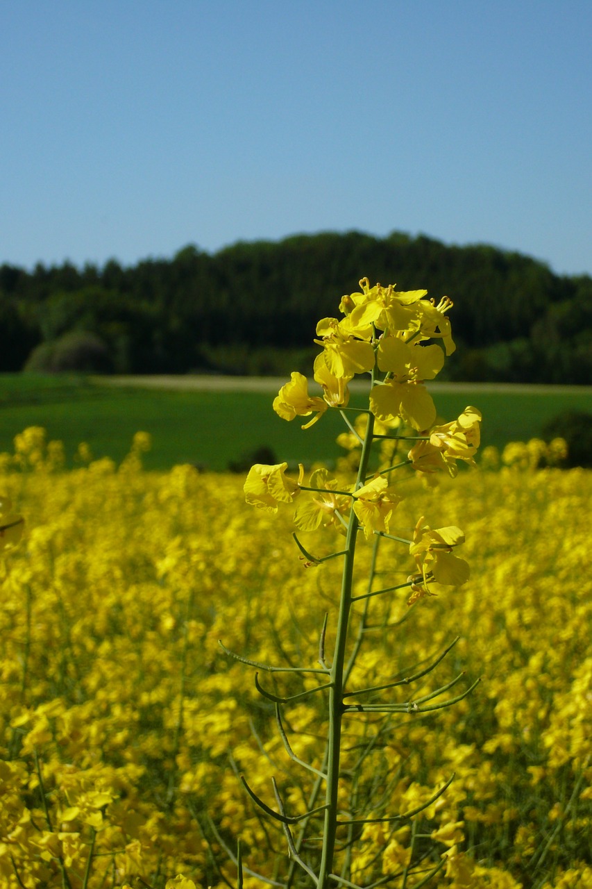 oilseed rape field of rapeseeds plant free photo