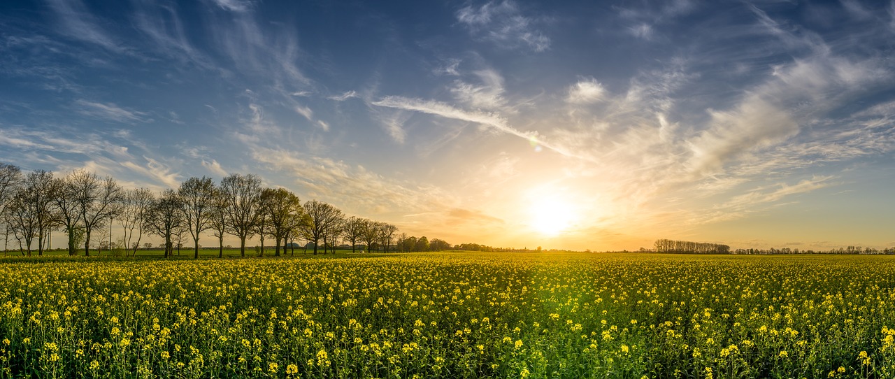 oilseed rape field of rapeseeds sunset free photo