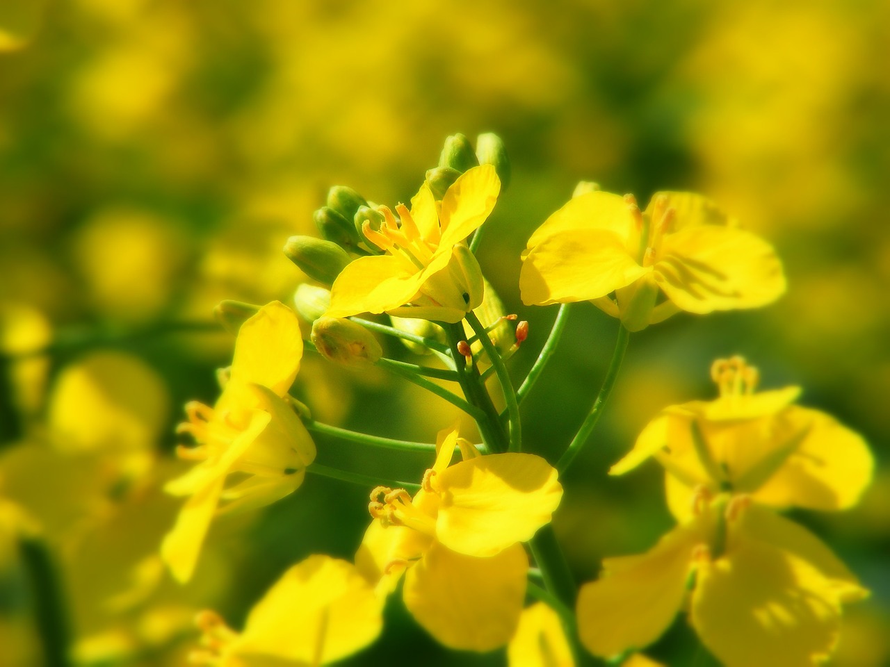 oilseed rape field of rapeseeds yellow free photo