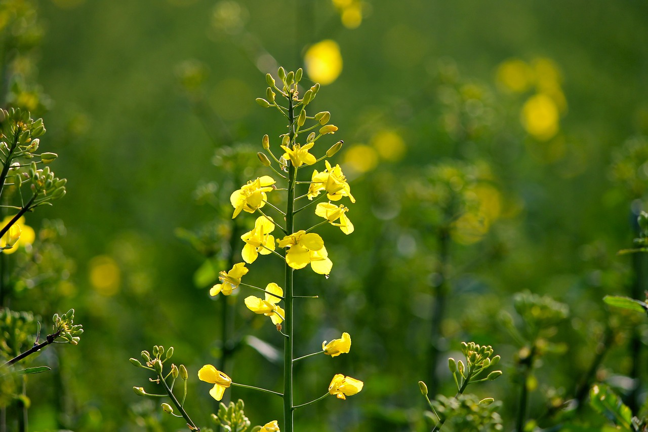 oilseed rape rape blossom field of rapeseeds free photo