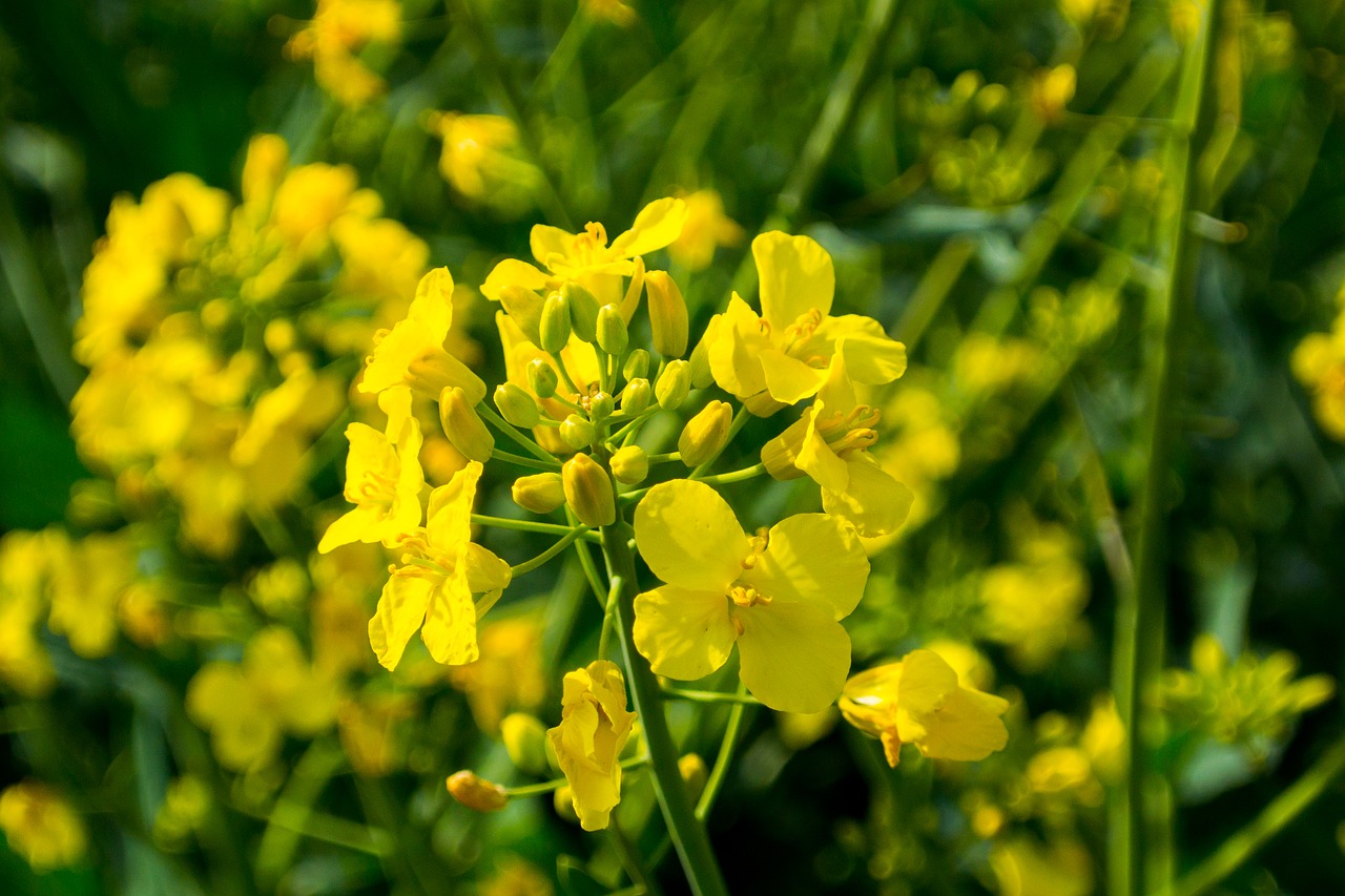 oilseed rape field of rapeseeds blossom free photo