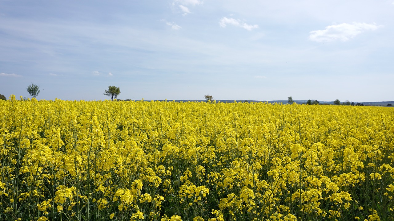 oilseed rape yellow sky free photo