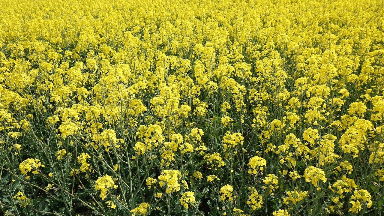 oilseed rape yellow sky free photo