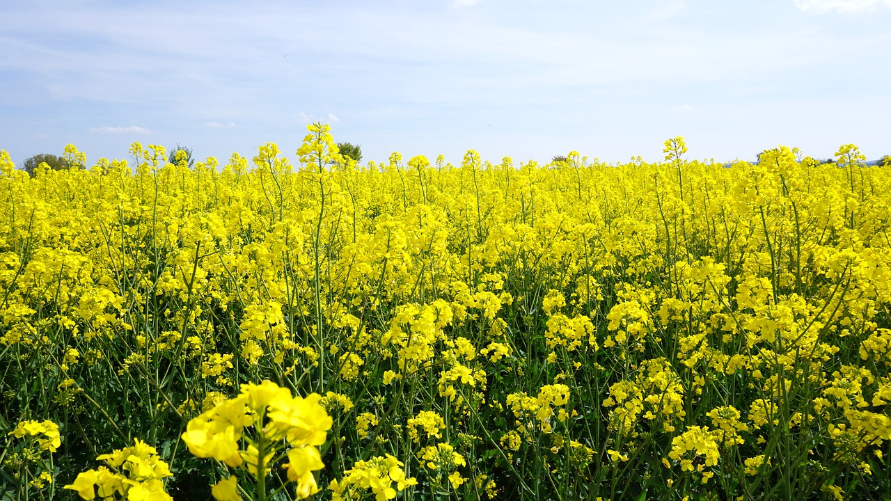 oilseed rape yellow sky free photo