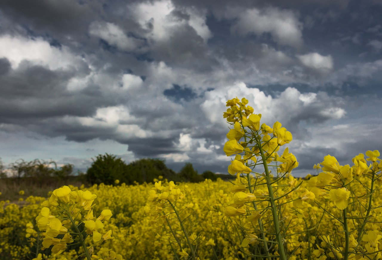 oilseed rape field dramatic clouds free photo