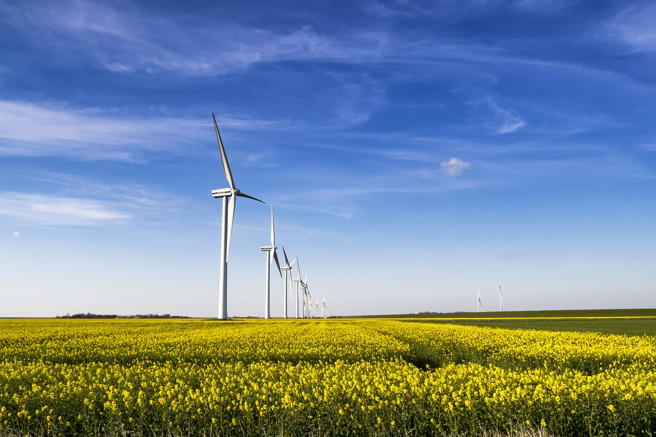 oilseed rape field of rapeseeds windmill free photo