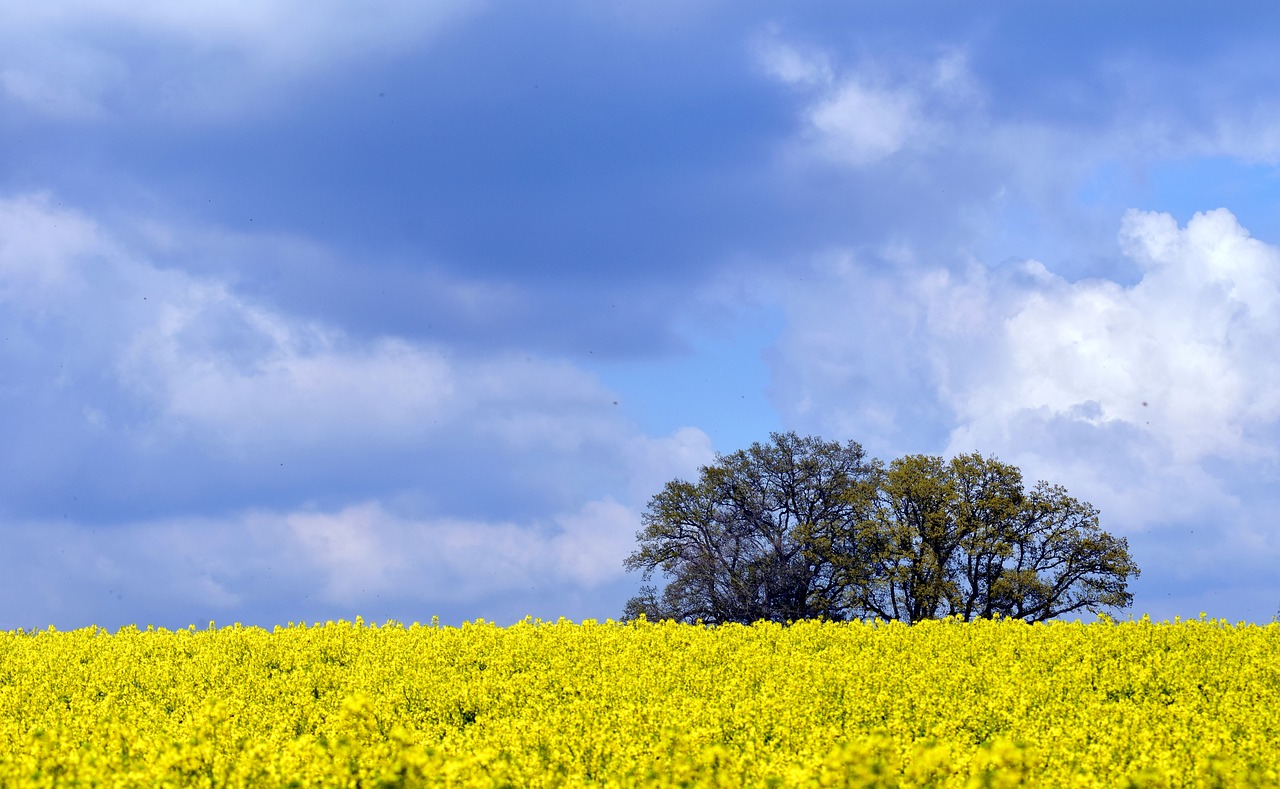 oilseed rape field of rapeseeds sky free photo