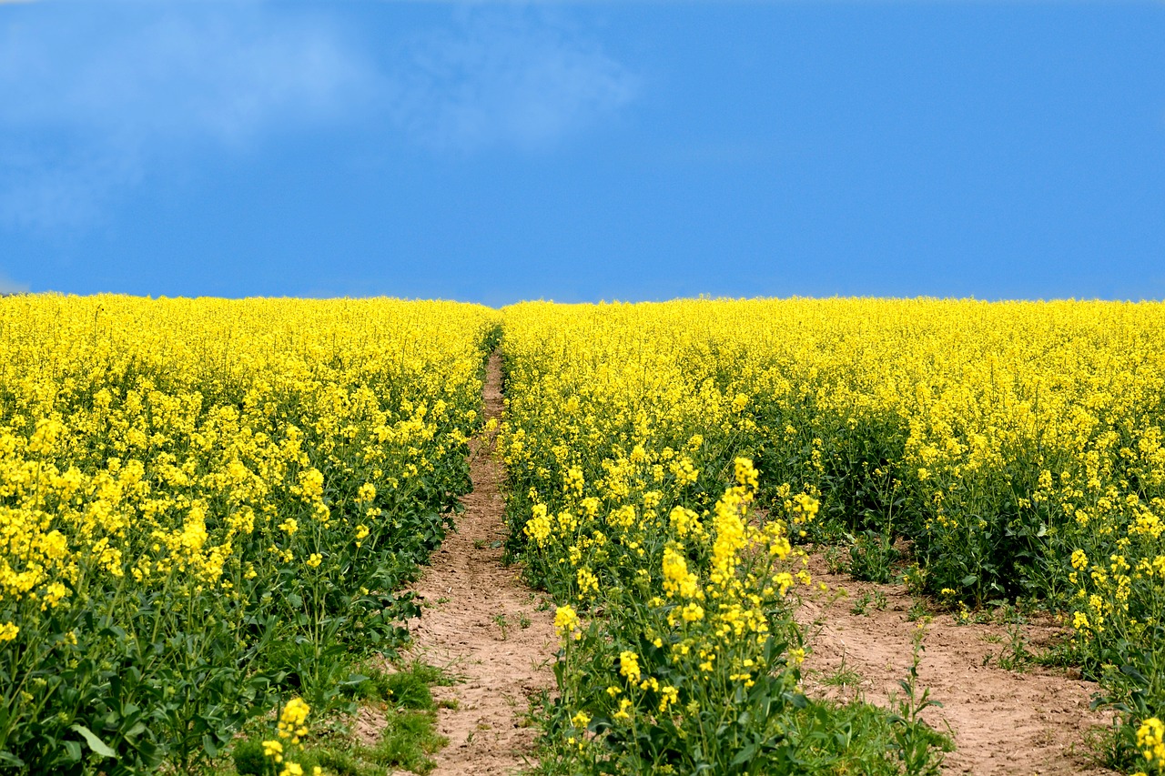 oilseed rape yellow blossom free photo