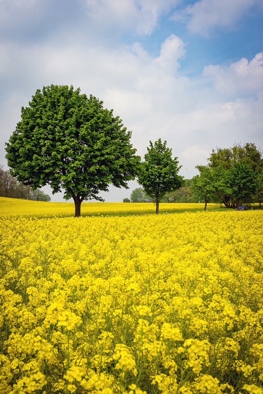 oilseed rape rape blossom field of rapeseeds free photo