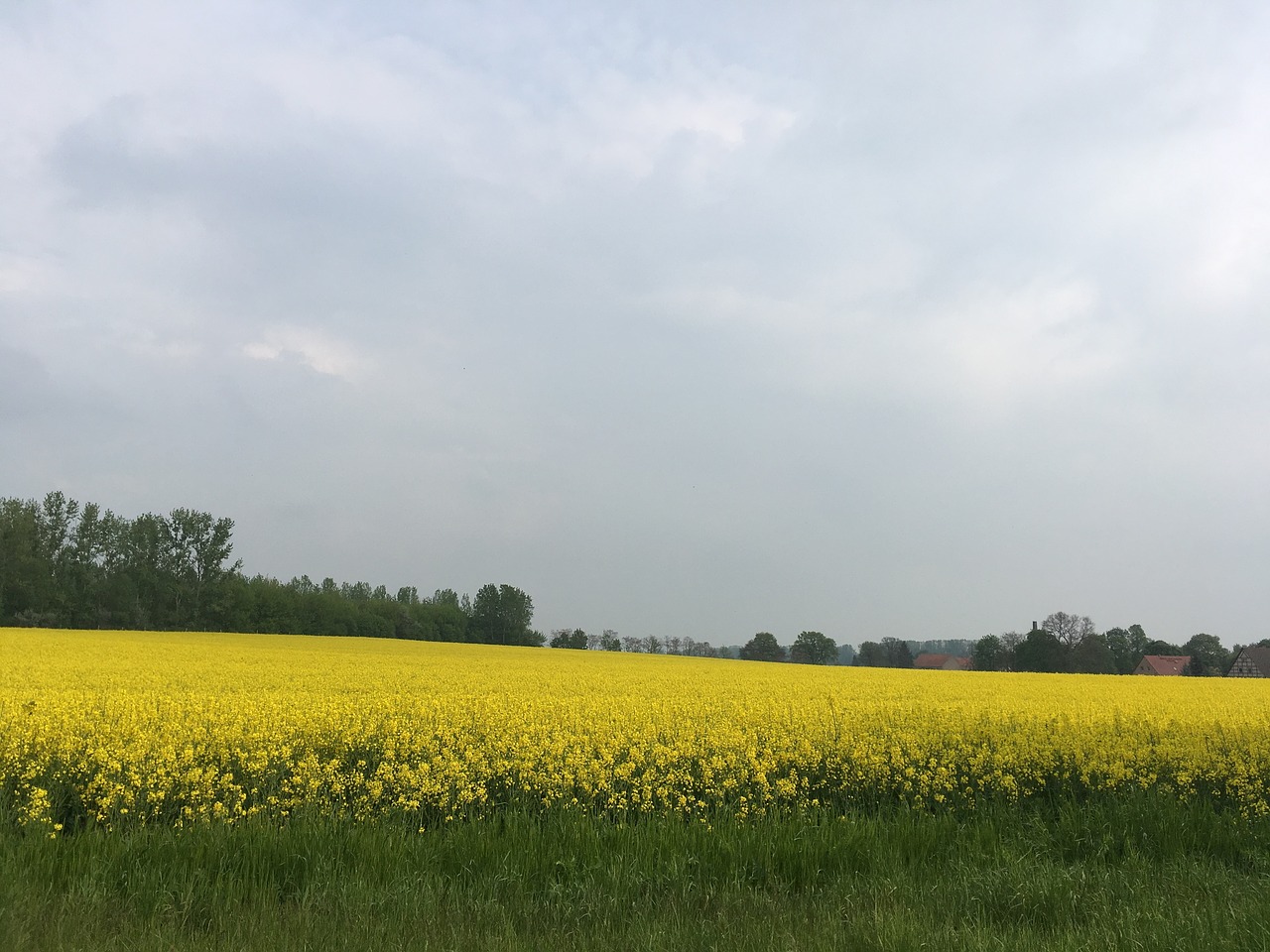 oilseed rape field landscape free photo