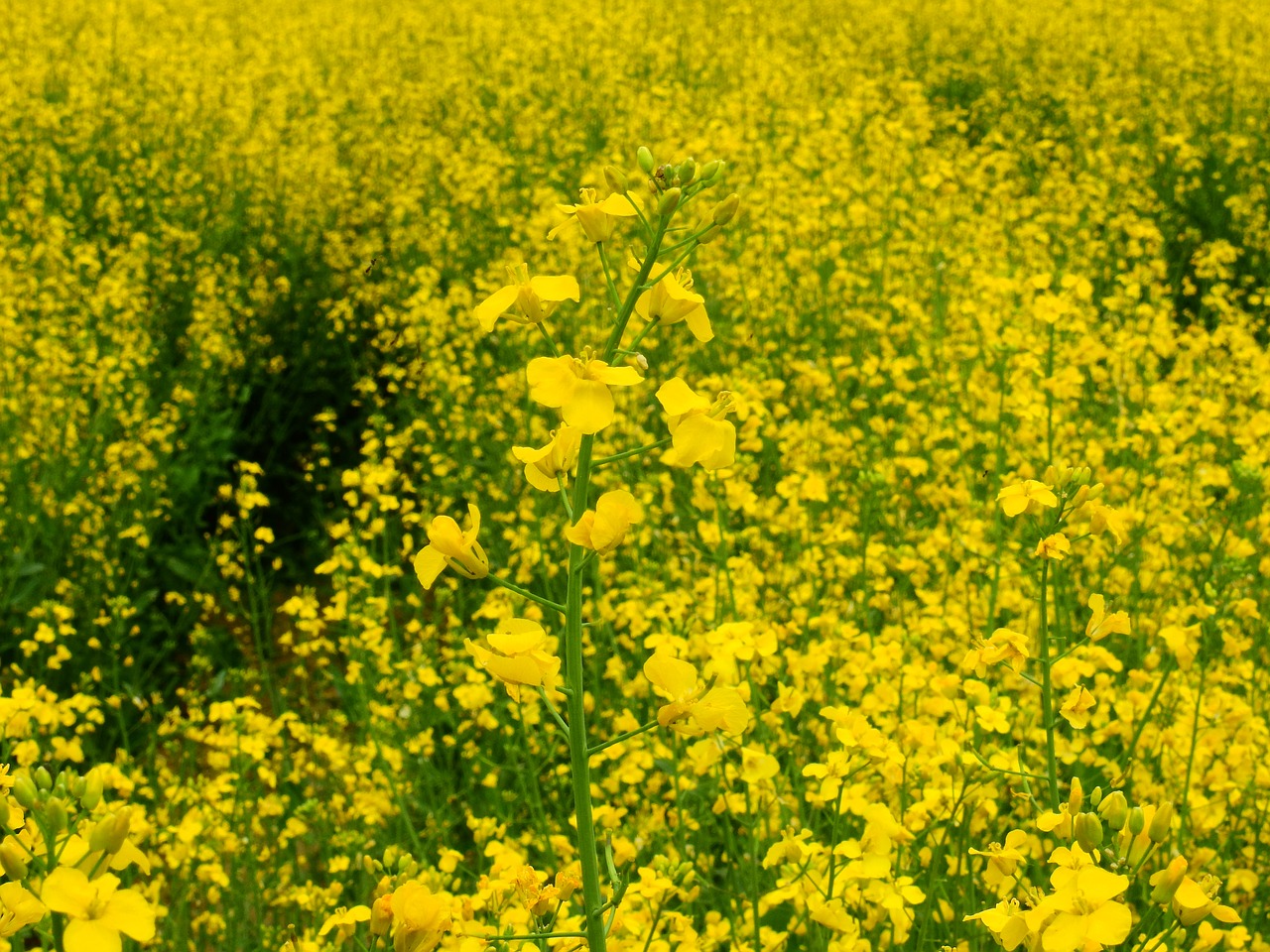 oilseed rape field of rapeseeds flower free photo