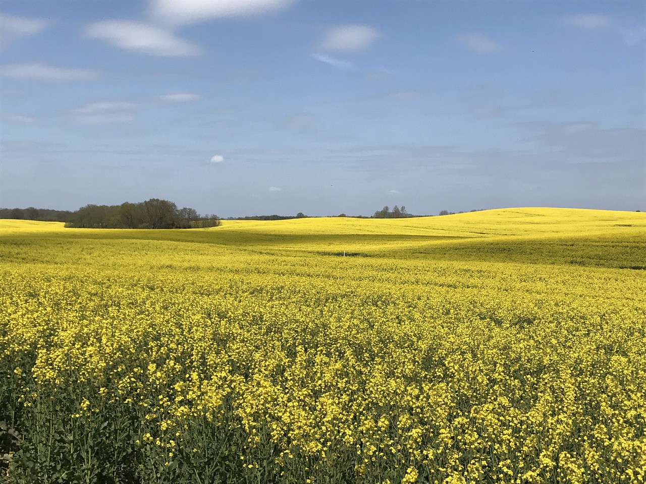 oilseed rape sky field of rapeseeds free photo