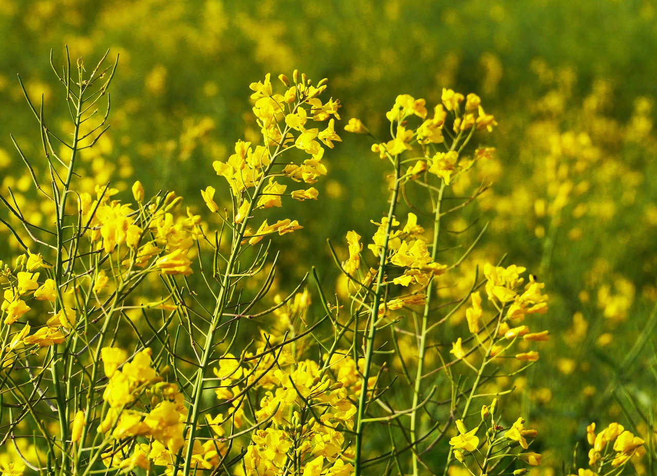 oilseed rape rape blossom bright yellow free photo