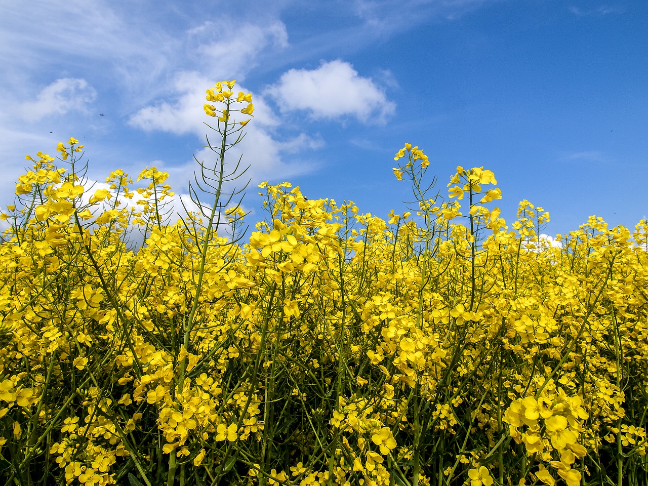 oilseed rape plant blossom free photo