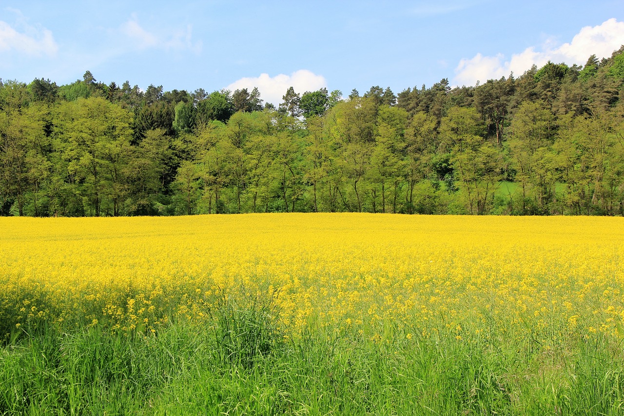 oilseed rape field of rapeseeds nature free photo