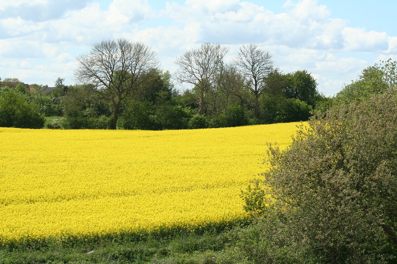 oilseed rape field nature free photo