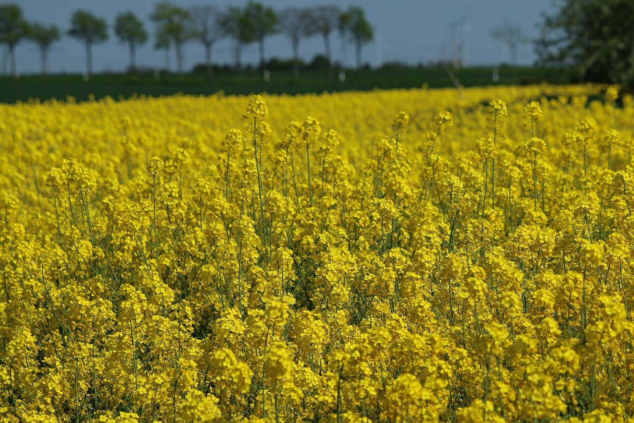 oilseed rape field landscape free photo