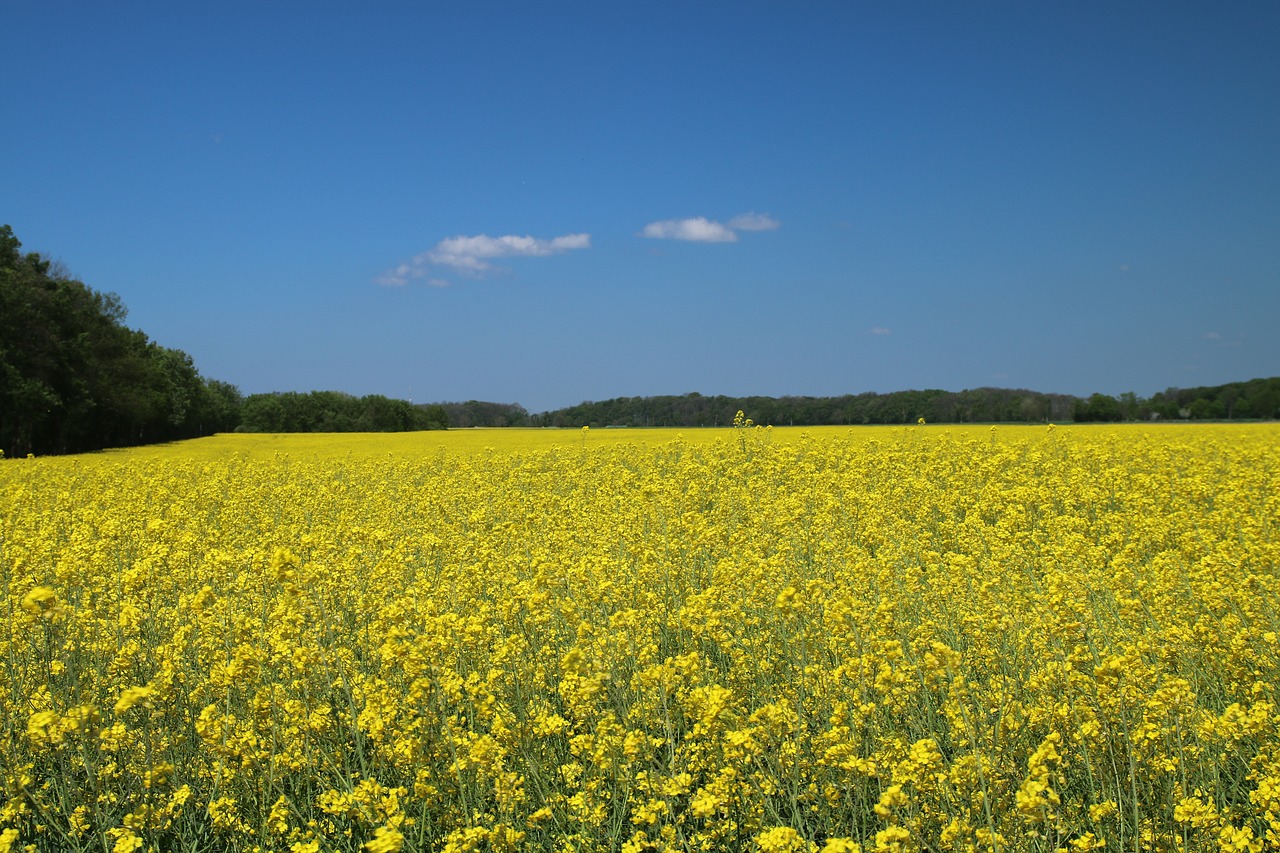 oilseed rape field field of rapeseeds free photo