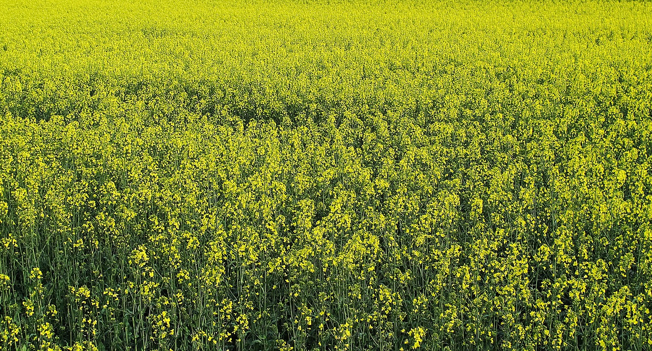 oilseed rape field of rapeseeds bloom free photo