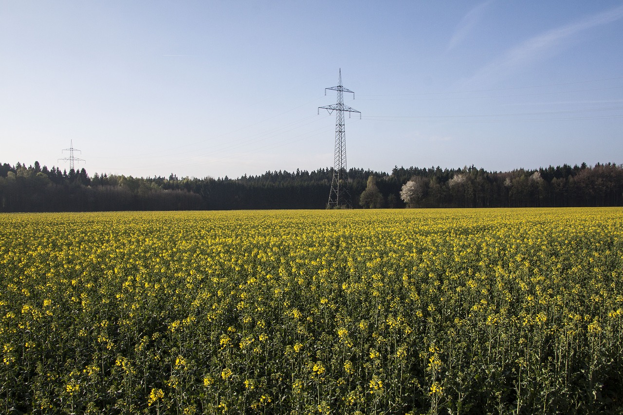 oilseed rape agricultural operation yellow free photo