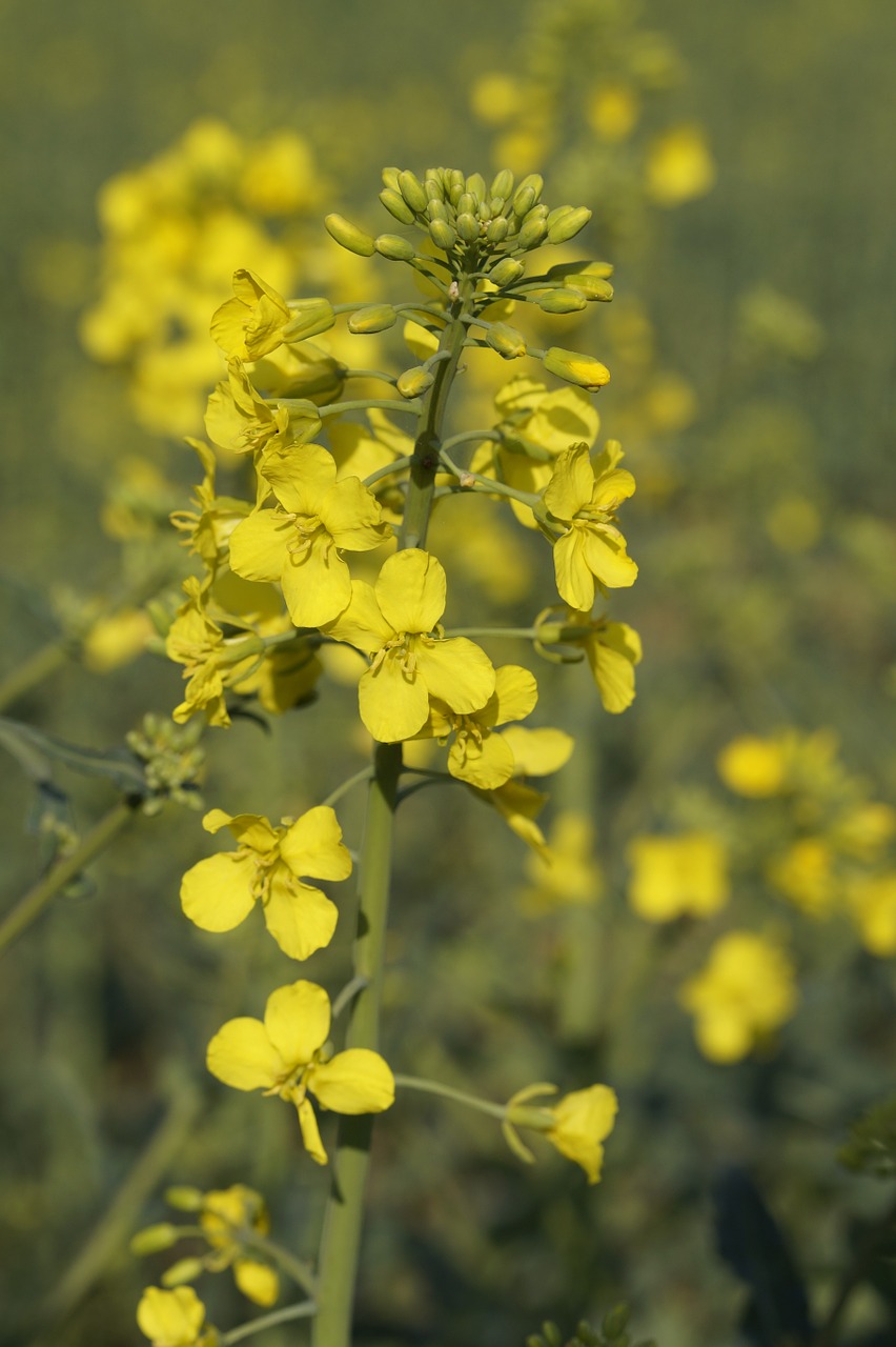 oilseed rape rape blossom close free photo