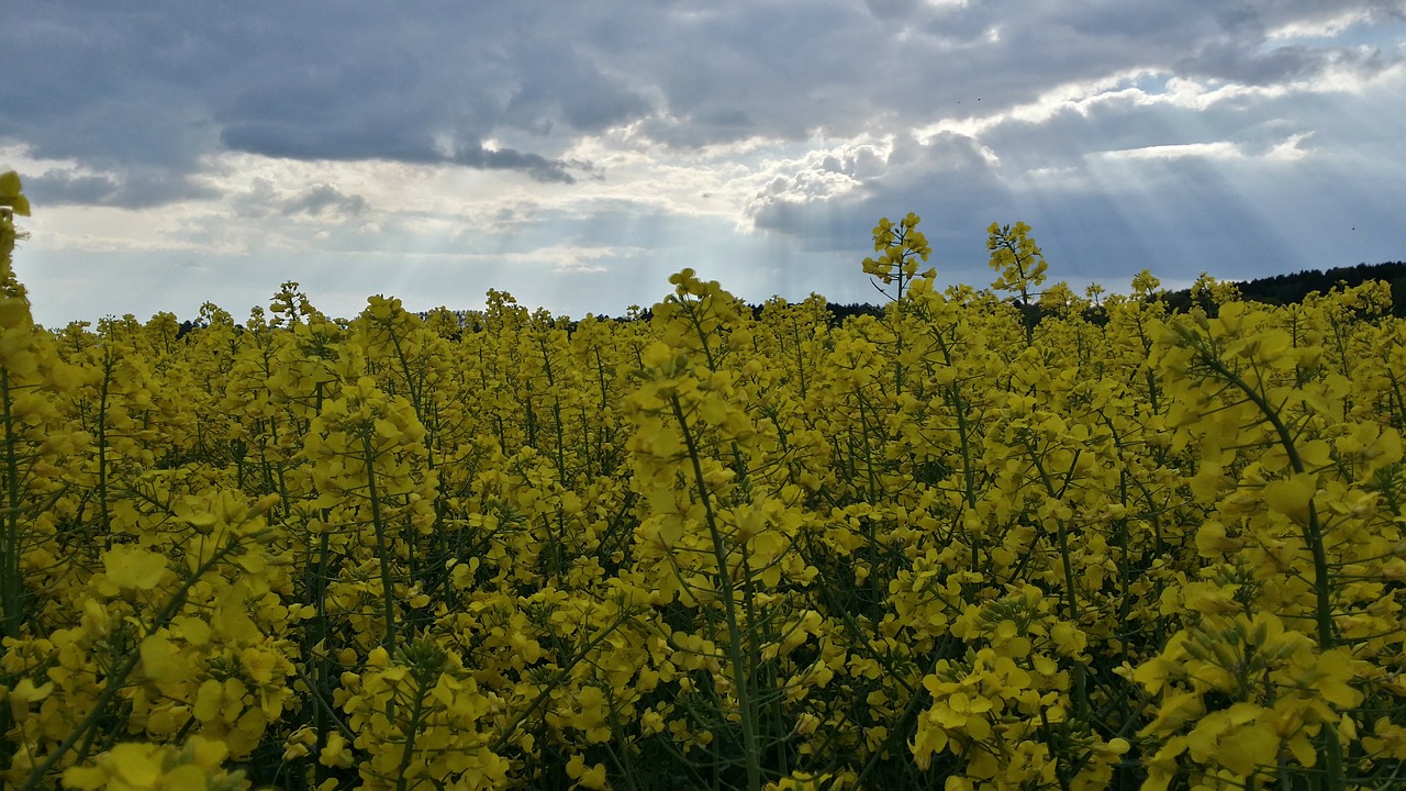 oilseed rape spring rapeseed oil free photo