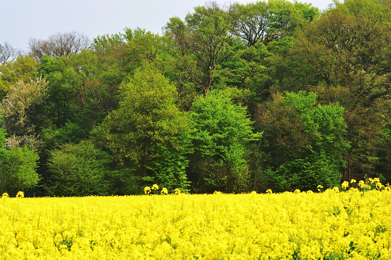 oilseed rape tree field free photo