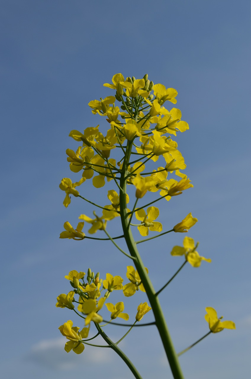 oilseed rape rape blossom yellow free photo