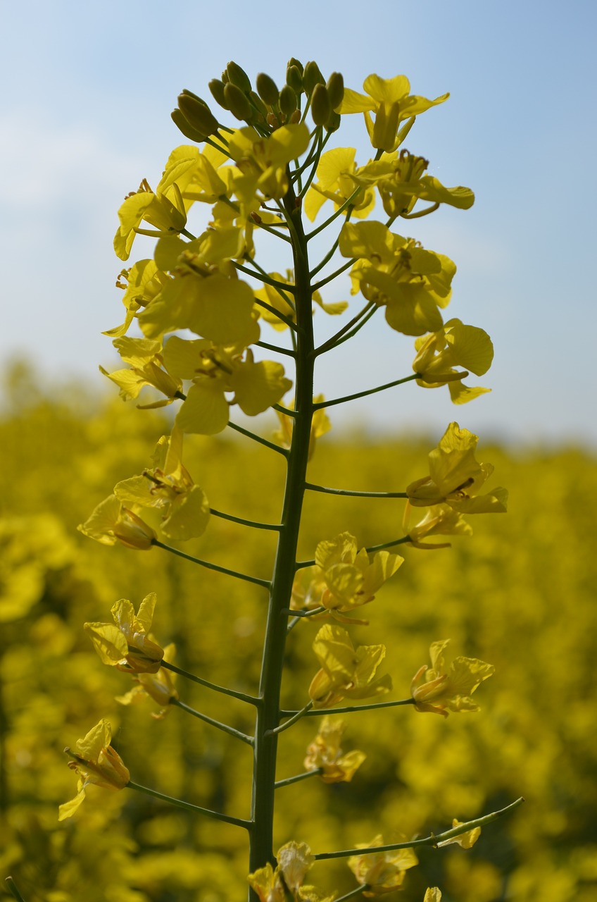 oilseed rape field of rapeseeds rare plant free photo