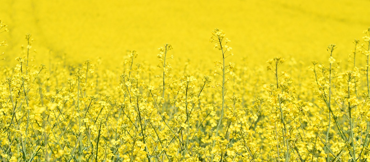 oilseed rape  agriculture  field free photo