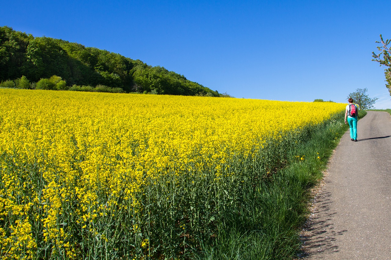 oilseed rape  field of rapeseeds  yellow free photo