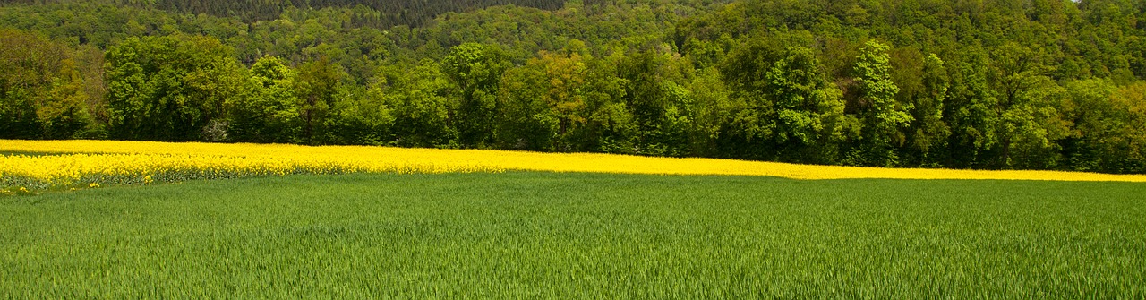 oilseed rape  field  yellow free photo