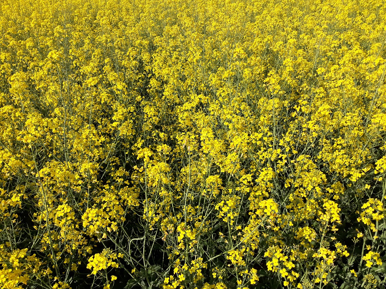 oilseed rape  austria  landscape free photo