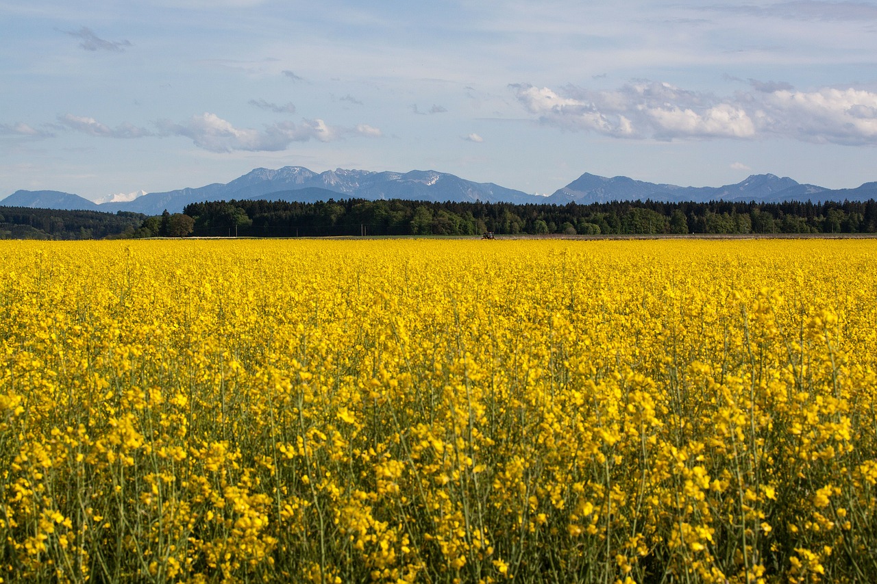 oilseed rape agricultural operation yellow free photo