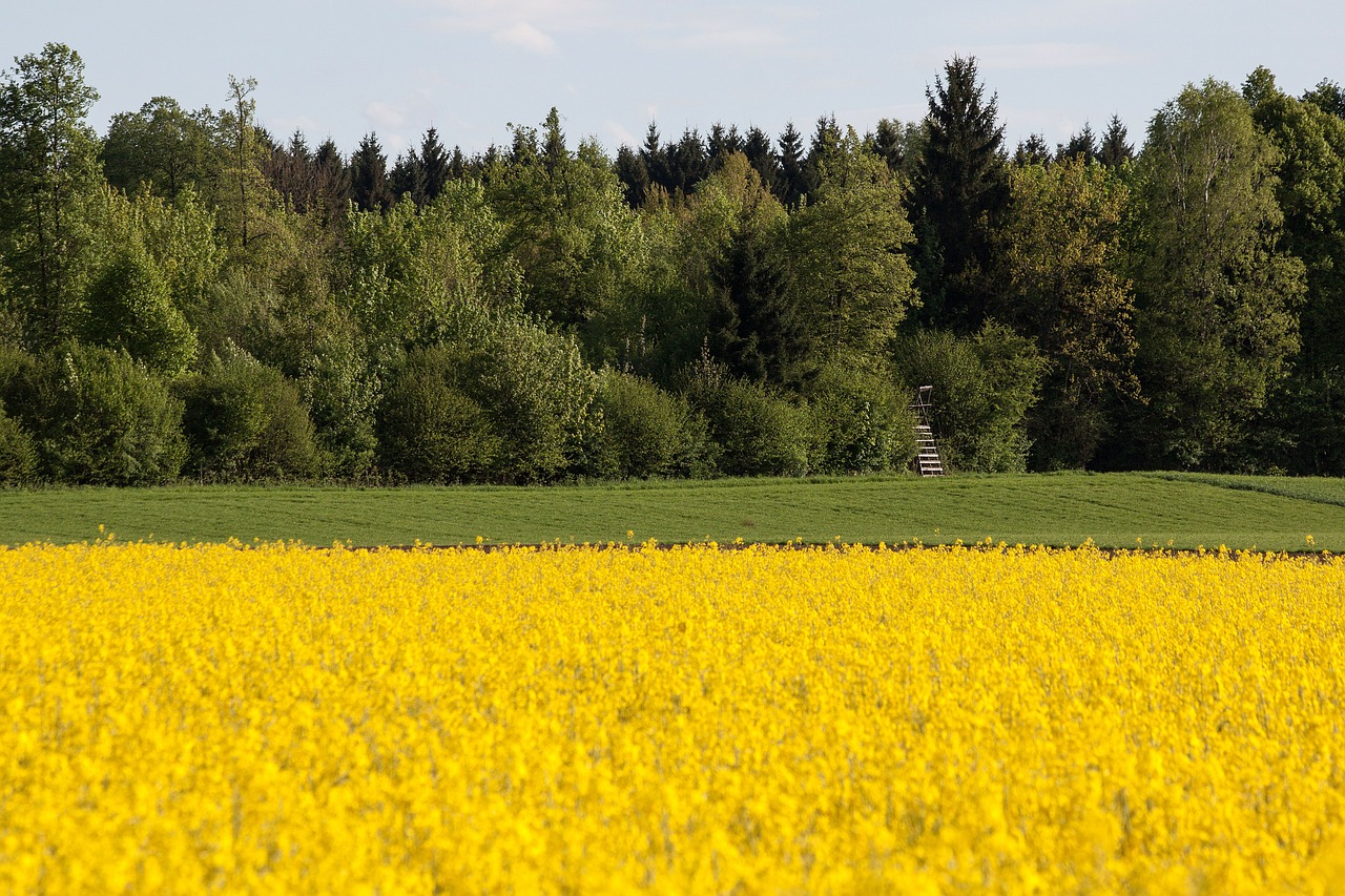 oilseed rape agricultural operation yellow free photo