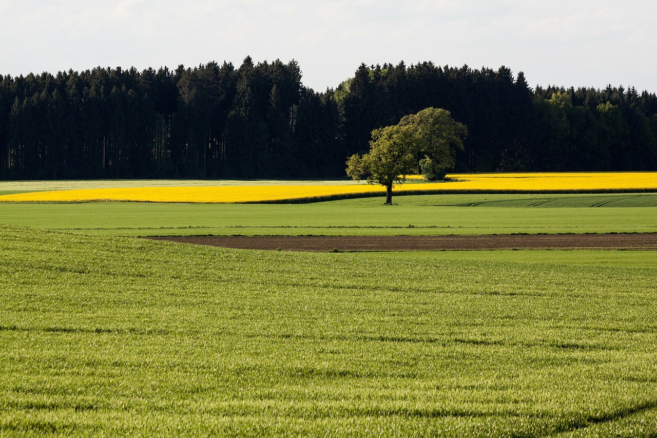 oilseed rape agricultural operation yellow free photo