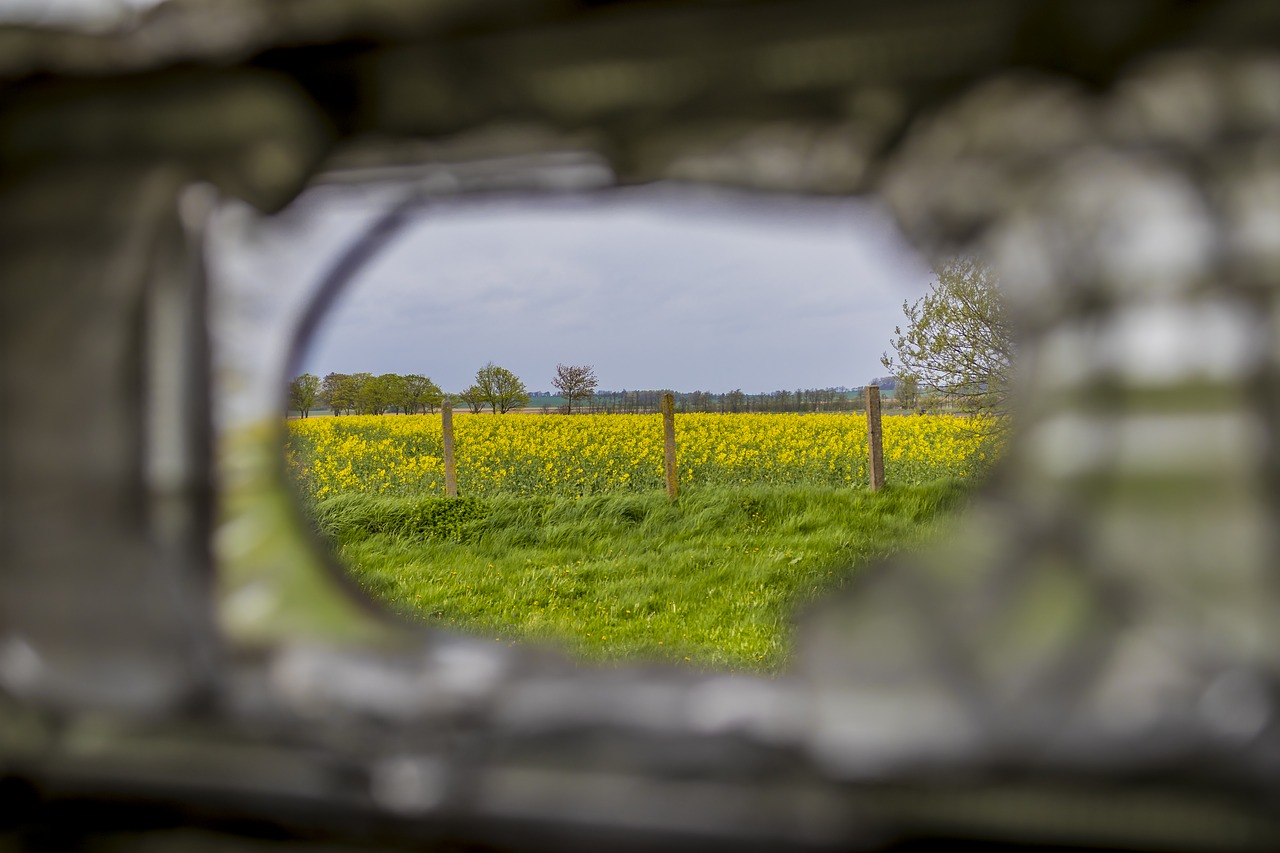 oilseed rape  field  agricultural plant free photo