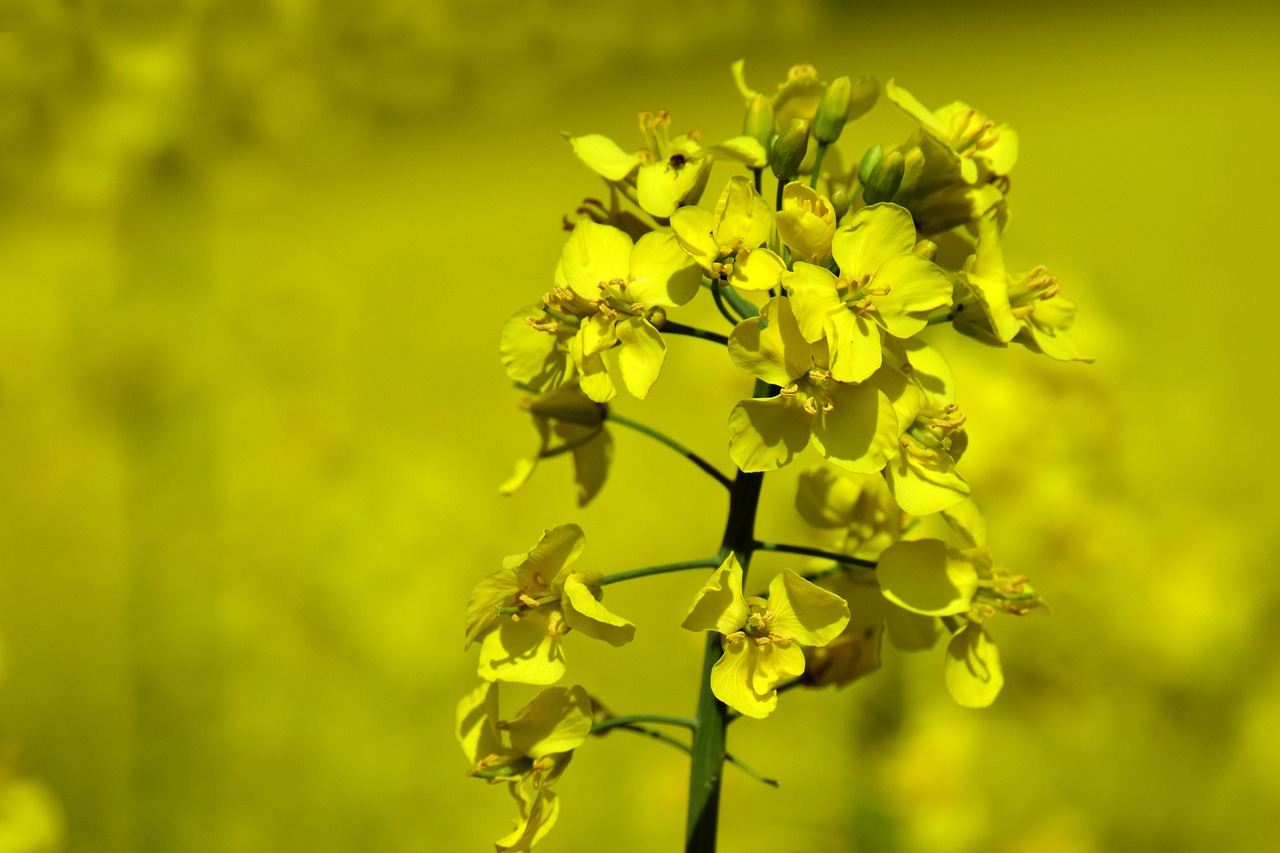 oilseed rape  rape blossom  yellow free photo