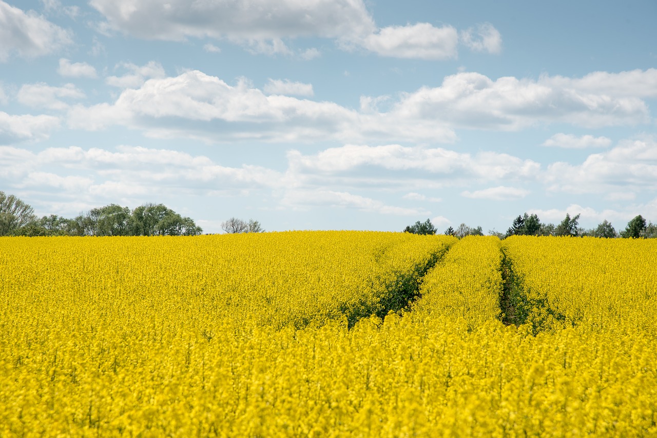 oilseed rape  agriculture  yellow free photo